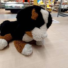 Kuddiga slag Chien noir/marron/blanc, rapporterat av IKEA Bayonne Ametzondo med iLost