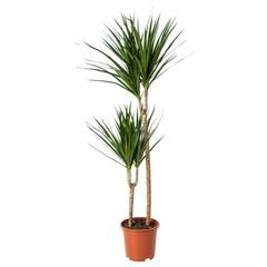 Artigo IKEA, como reportado por IKEA Jerez utilizando o iLost