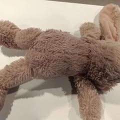 Peluche, come riportato da Regio Limburg - Leuven utilizzando iLost