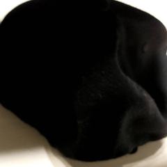 Kleidung - pet -zwart, gemeldet von Regio Antwerpen - Brussel über iLost