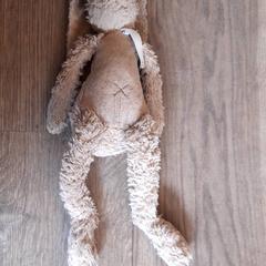 كنوفل Konijn، كما تم الإبلاغ عنه بواسطة DierenPark Amersfoort عبر iLost