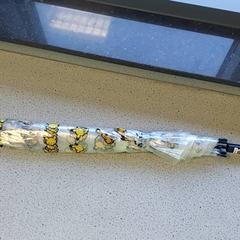 Parasol, zgłoszono przez Centraal magazijn przy użyciu iLost