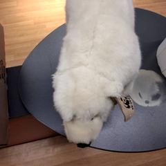 Doudou Ours blanc, a été signalé par IKEA Paris Nord Roissy utilisant iLost