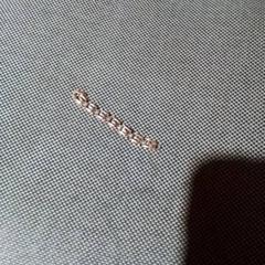 Pulsera, ha sido reportado por Apenheul con iLost