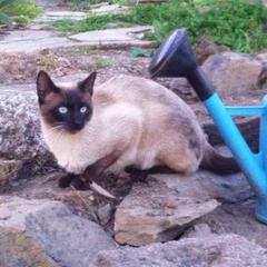 Siamese Cat, som rapportert til iLost
