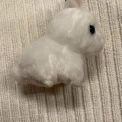 Peluix, segons ha informat IKEA長久手 mitjançant iLost