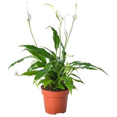 Producto IKEA SPATHIPHYLLUM, segons ha informat IKEA Sevilla mitjançant iLost