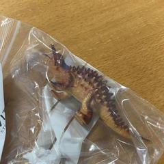 Brinquedo dino, como reportado por VITAZ campus Sint-Niklaas utilizando o iLost