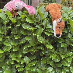 Roze en bruine knuffel (vos) a été signalé sur iLost