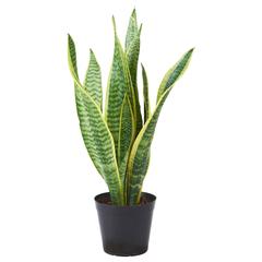 イケア商品 SANSEVIERIA TRIFASCIATA がiLostで IKEA長久手 によって報告されました