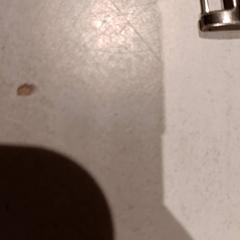 Armband, gemeldet von De Efteling über iLost