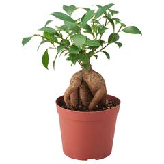 イケア商品 FICUS がiLostで IKEA長久手 によって報告されました
