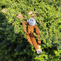 Apie knuffel, iLost에 보고됨