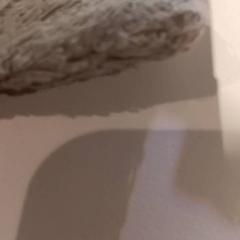 Knuffel, gemeldet von De Efteling über iLost