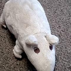 Knuffel Grijze rat, iLost를 사용하여 Burgers' Zoo에 보고됨