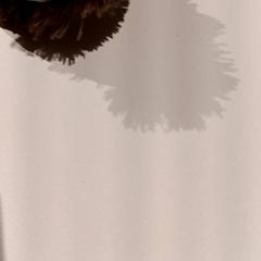 Plyšová hračka, ako bolo nahlásené De Efteling pomocou iLost