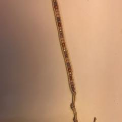 Armbandje, zoals gemeld door Pathé Tilburg met iLost