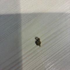 Bedeltje, as reported by Gemeente Loon op Zand using iLost