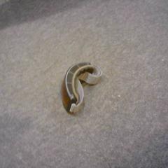 Skibril, gemeldet von SnowWorld Landgraaf über iLost