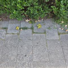 Cash geld، كما تم الإبلاغ عنه عبر iLost