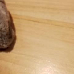 Plyšová hračka, ako bolo nahlásené Beekse Bergen Resorts en Hotel pomocou iLost