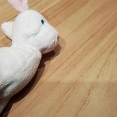 Knuffel, iLost를 사용하여 Beekse Bergen Resorts en Hotel에 보고됨