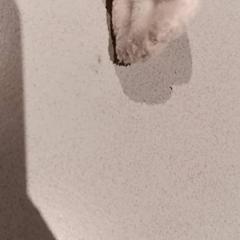 Mysig leksak, rapporterat av De Efteling med iLost