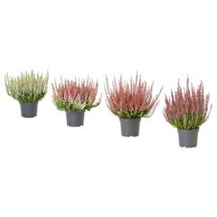 IKEA-produkt, gemeldet von IKEA Loulé über iLost