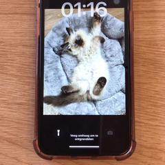 Mobiele telefoon Rood iPhone, rapporterat av Gemeente Alkmaar med iLost