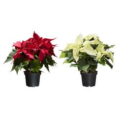 IKEA-product POINSETTIA, zoals gemeld door IKEA Hasselt met iLost