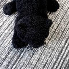 Knuffel Poes, as reported by Arriva Vechtdallijnen using iLost