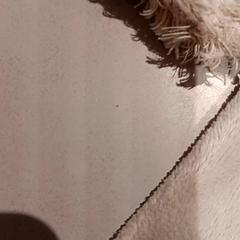 Kuscheltier, gemeldet von De Efteling über iLost