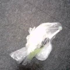 칫솔 & 전동 칫솔, iLost를 사용하여 SnowWorld Landgraaf에 보고됨