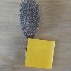 Pinzell, segons ha informat Conscious Hotel Westerpark mitjançant iLost