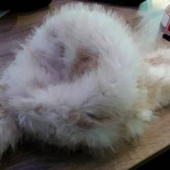 Keps, rapporterat av EBS Tramplein med iLost