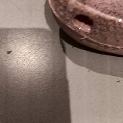 Sapato, como reportado por De Efteling utilizando o iLost