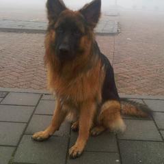 Rosco, Duitse Herders Hond 3 jr. oud