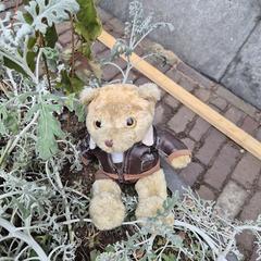 Teddybeer, segons s'ha informat a iLost