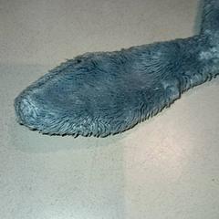 Labazada cariñosa, segundo informou De Efteling usando iLost