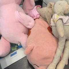 İLost kullanarak Rotterdam The Hague Airport tarafından bildirildiği gibi Bebekler