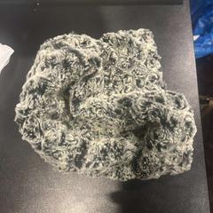 Muts, zoals gemeld door Hotel Van der Valk Harderwijk op de Veluwe met iLost