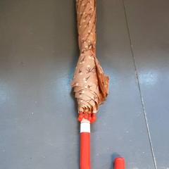 Paraguas, ha sido reportado por Diergaarde Blijdorp con iLost