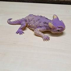 Toy, as reported by Arriva Oost-Brabant using iLost