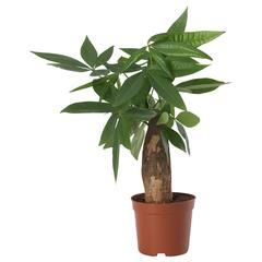 Artigo IKEA, como reportado por IKEA立川 utilizando o iLost