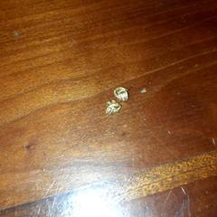 보석류, iLost를 사용하여 Grand Hotel Amrath Kurhaus에 보고됨