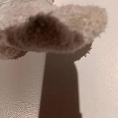 Manteta, segons ha informat De Efteling mitjançant iLost