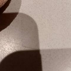 Przytulanka, zgłoszono przez De Efteling przy użyciu iLost