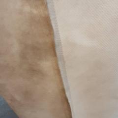 Tasje Beige, amint azt Arriva Friesland / Groningen az iLost segítségével jelentette.