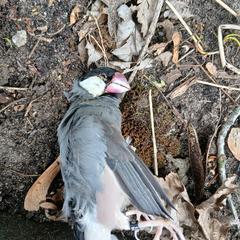 Rijstvogel (dood), som rapporterats till iLost