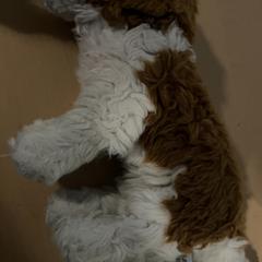 Plyšová hračka Hondje, ako bolo nahlásené Jaarbeurs pomocou iLost